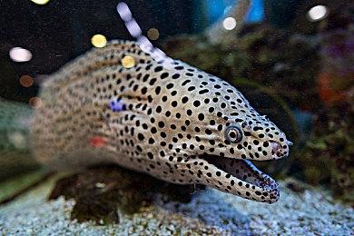 《异度神剑2》发售5周年 官方发布纪念壁纸