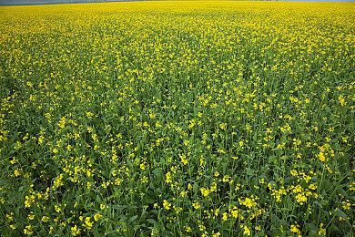 Playground联合创始人成立新3A工作室 开发全新IP